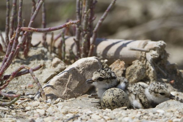 Gediz Deltası Çamura Gömülecek