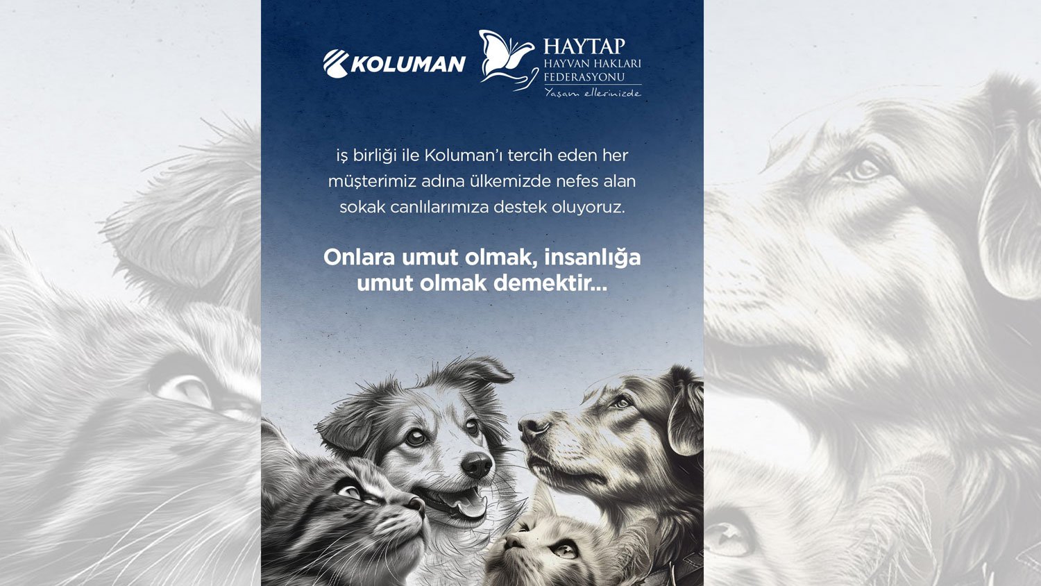 KOLUMAN SOKAK CANLILARI İÇİN HAYTAP İLE İŞ BİRLİĞİ YAPTI
