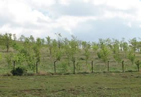 IDÇ ve Özerdem Demir'den doğaya katkı